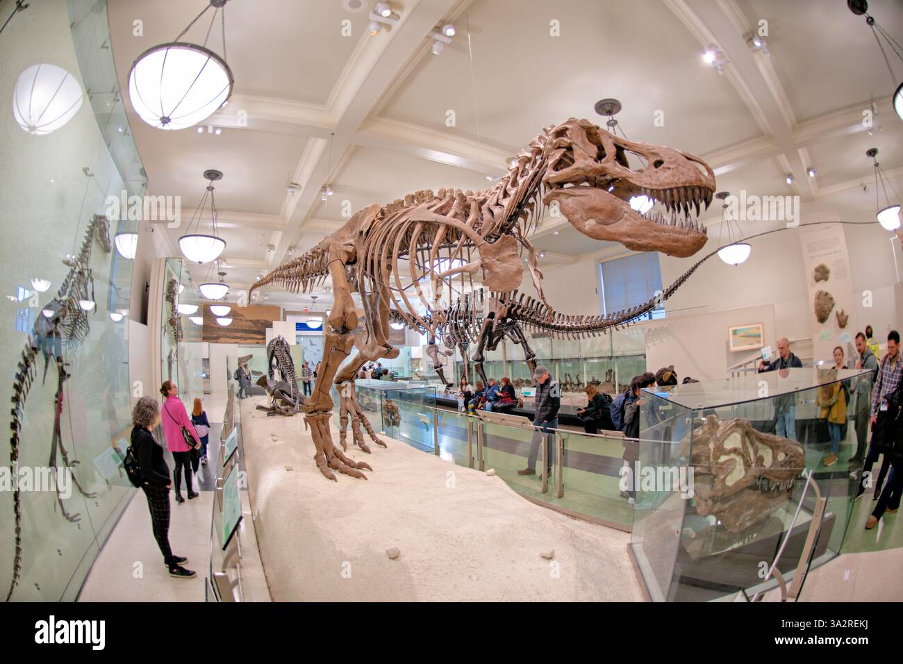 Scheletro di Tyrannosaurus Rex American Museum Of Natural History New York City | NEW YORK, Stati Uniti — Lo scheletro autentico di Tyrannosaurus rex (specie AMNH 5027) è esposto nell’ala David H. Koch dei dinosauri dell’American Museum of Natural History. Questo esemplare storicamente significativo, raccolto nel 1908 da B. Brown e P.C. Kaisen a Big Dry Creek, Montana, è stato il primo scheletro di T. rex mai esposto pubblicamente. Tra il 1992 e il 1994, il fossile di 65 milioni di anni è stato completamente ripreparato e rimontato in una nuova posa più scientificamente accurata, distinguendolo dai molti c Foto Stock
