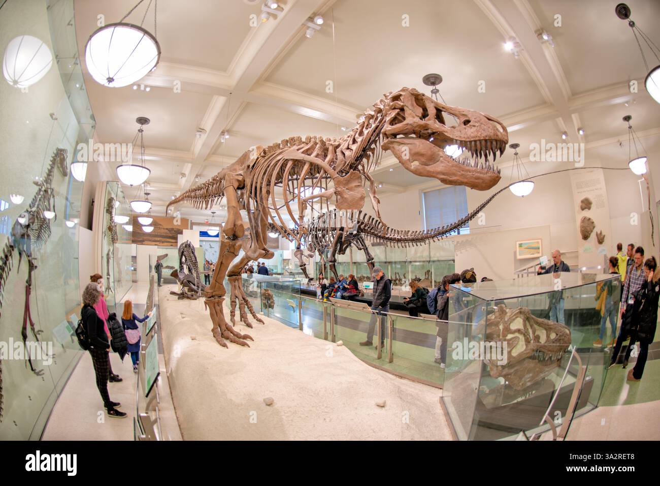 Scheletro di Tyrannosaurus Rex American Museum Of Natural History New York City | NEW YORK, Stati Uniti — Lo scheletro autentico di Tyrannosaurus rex (specie AMNH 5027) è esposto nell’ala David H. Koch dei dinosauri dell’American Museum of Natural History. Questo esemplare storicamente significativo, raccolto nel 1908 da B. Brown e P.C. Kaisen a Big Dry Creek, Montana, è stato il primo scheletro di T. rex mai esposto pubblicamente. Tra il 1992 e il 1994, il fossile di 65 milioni di anni è stato completamente ripreparato e rimontato in una nuova posa più scientificamente accurata, distinguendolo dai molti c Foto Stock