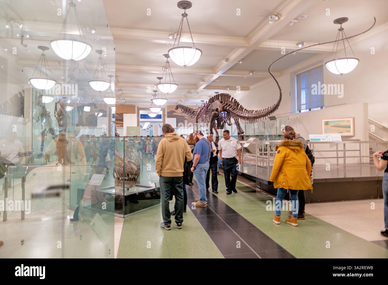American Museum of Natural History Dinosaur Wing New York City // NEW YORK CITY, Stati Uniti - l'ala dei dinosauri David H. Koch ospita una delle più grandi collezioni al mondo di dinosauri fossili all'American Museum of Natural History. Prende il nome dal filantropo David H. Koch, che ha donato 20 milioni di dollari al museo nel 2006, questa ala si estende su più sale espositive dedicate all'evoluzione dei vertebrati e alla vita preistorica. La collezione include esemplari iconici come gli scheletri di Tyrannosaurus rex, Apatosaurus e Stegosaurus, che mostrano oltre 165 milioni di anni di storia dei dinosauri. Foto Stock