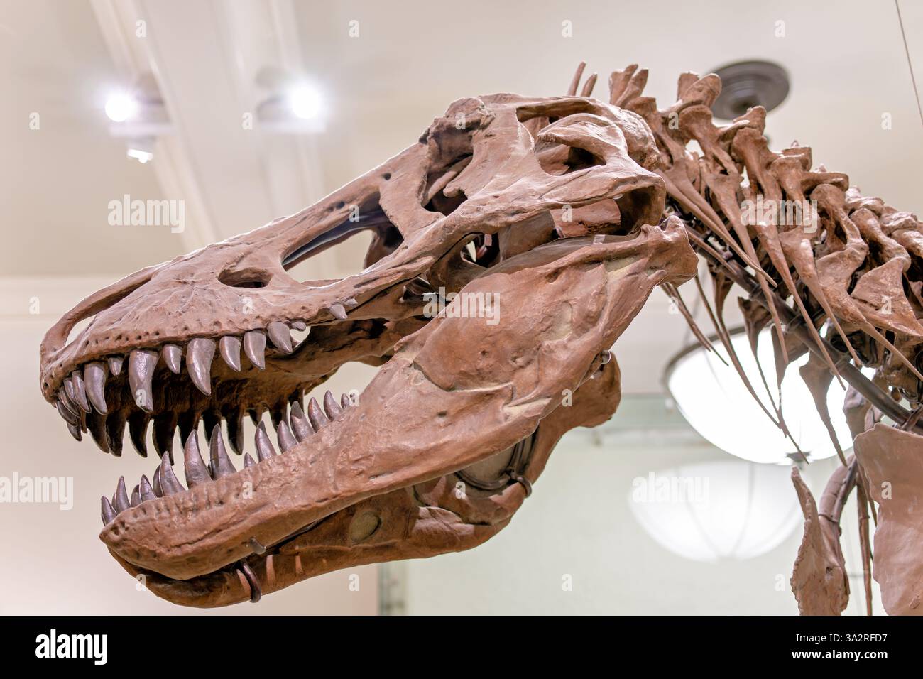 Tyrannosaurus Rex Skeleton American Museum of Natural History New York City // NEW YORK, Stati Uniti — l'autentico scheletro di Tyrannosaurus rex (campione AMNH 5027) è esposto nell'ala dei dinosauri David H. Koch presso l'American Museum of Natural History. Questo esemplare storicamente significativo, raccolto nel 1908 da Big Dry Creek, Montana da B. Brown e P.C. Kaisen, fu il primo scheletro Di T. rex mai esposto pubblicamente. Tra il 1992 e il 1994, il fossile di 65 milioni di anni è stato completamente ripreparato e rimodellato in una nuova posa più scientificamente accurata, distinguendolo dai molti Foto Stock