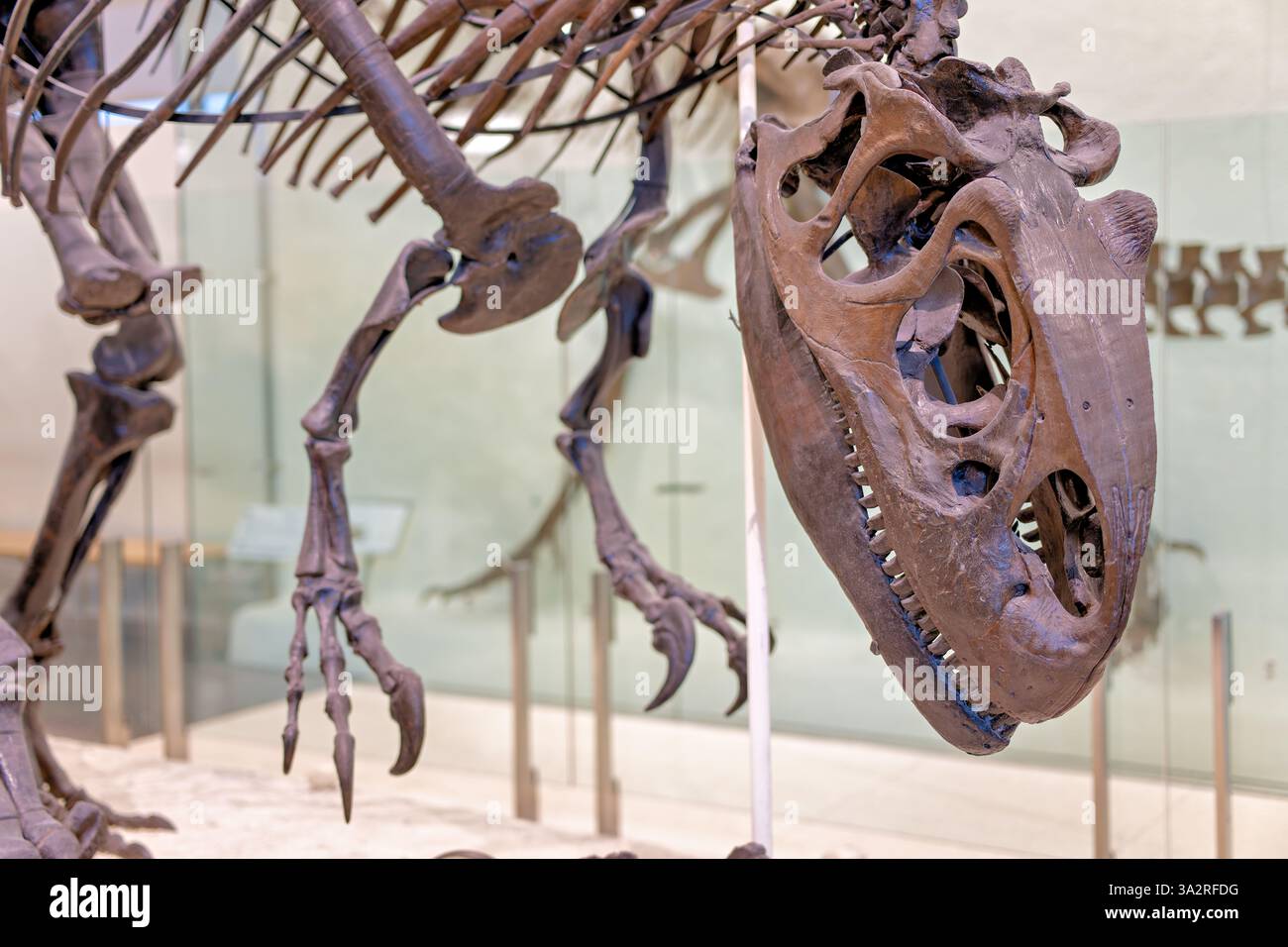 Allosaurus Skeleton American Museum of Natural History New York City // NEW YORK CITY, Stati Uniti - l'American Museum of Natural History espone questa famosa scena di uno scheletro di Allosaurus fragilis con un Apatosaurus excelsus parziale. Acquistato dal museo nel 1899 dalla collezione di Edward Drinker Cope, questo Allosaurus fu montato nel 1908 in questa posa di predazione che mostra il dinosauro carnivoro che si nutre di una carcassa di sauropodi. La mostra illustra un rapporto predatore-preda del tardo Giurassico circa 140 milioni di anni fa, accompagnato da un dipinto a olio di Charles R. Knight Foto Stock