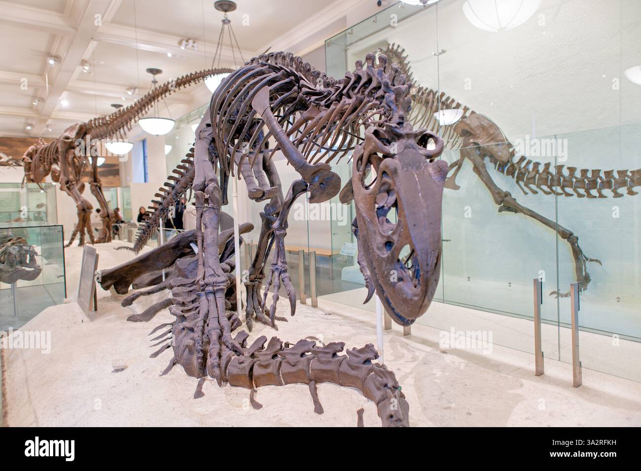 Allosaurus Skeleton American Museum of Natural History New York City // NEW YORK CITY, Stati Uniti - l'American Museum of Natural History espone questa famosa scena di uno scheletro di Allosaurus fragilis con un Apatosaurus excelsus parziale. Acquistato dal museo nel 1899 dalla collezione di Edward Drinker Cope, questo Allosaurus fu montato nel 1908 in questa posa di predazione che mostra il dinosauro carnivoro che si nutre di una carcassa di sauropodi. La mostra illustra un rapporto predatore-preda del tardo Giurassico circa 140 milioni di anni fa, accompagnato da un dipinto a olio di Charles R. Knight Foto Stock