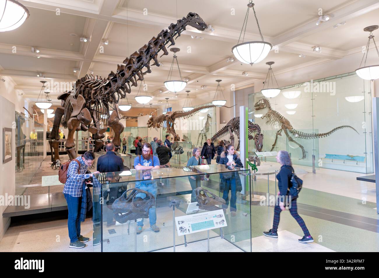 Apatosaurus Skeleton American Museum of Natural History New York City // NEW YORK CITY, Stati Uniti — l'American Museum of Natural History presenta questo esposizione di scheletro di Apatosaurus excelsus con informazioni educative che spiegano la controversia tra Apatosaurus e Brontosaurus. Questo scheletro composito proviene principalmente da un singolo individuo, ma include materiale proveniente da più campioni raccolti tra il 1898-1901 e Como Bluff, Wyoming. La mostra chiarisce che il paleontologo Yale O.C. Marsh nominò un Apatosaurus fossile nel 1877 e un altro Brontosaurus nel 1879, ma scienziati Foto Stock