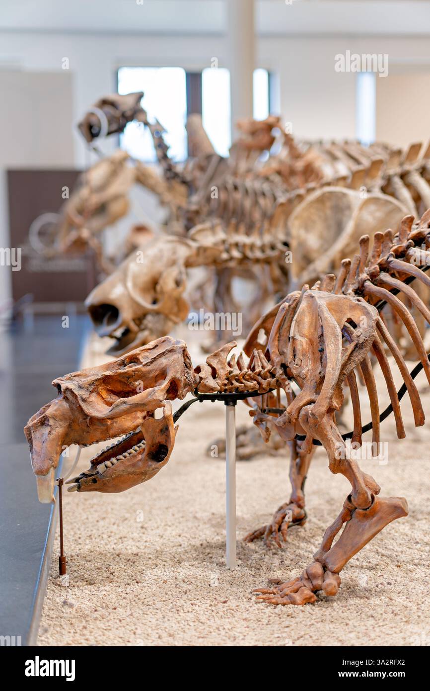 American Museum of Natural History Giant Wombat Skeleton New York City // NEW YORK CITY, Stati Uniti — l'American Museum of Natural History espone questo scheletro Phascolonus gigas (wombat gigante) gettato nell'area di transizione tra l'ala dei dinosauri David H. Koch e l'ala dei mammiferi Lila Acheson Wallace e i loro parenti estinti. Raccolto nel 1970 da C. E. Ray dal lago Callabonna, Australia meridionale, questo fossile marsupiale visse circa 100.000 anni fa durante il tardo Pleistocene. La mostra mette in evidenza sia le caratteristiche marsupiali dentali con cuspidi triangolari per un chewi efficiente Foto Stock