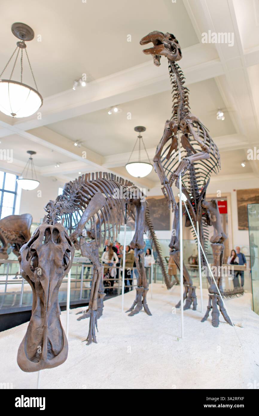 Scheletri di dinosauro Anatotitan American Museum of Natural History New York City // NEW YORK CITY, Stati Uniti — l'American Museum of Natural History espone due scheletri di Anatotitan copei nell'ala dei dinosauri di David H. Koch. Lo scheletro montato in posa fu raccolto nel 1882 dal gruppo di Edward Drinker Cope dal fiume Moreau nel Dakota del Sud, mentre lo scheletro verticale fu scoperto dai cowboy nel 1904 e scavato da Barnum Brown nel 1906 dal Montana dopo negoziati che coinvolsero un "tiratore a sei colpi" e 250 dollari. Questi dinosauri a becco d'anatra vissero durante il Cretaceo superiore circa Foto Stock