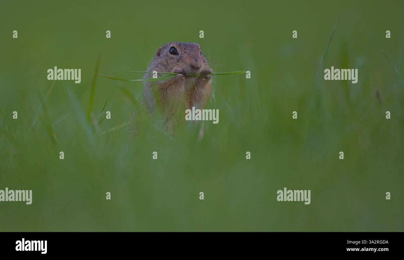 Blade by Blade Uno scoiattolo macinato si sgranocchiava con piacere sull'erba fresca, quasi nascosta all'interno del lussureggiante campo verde Foto Stock