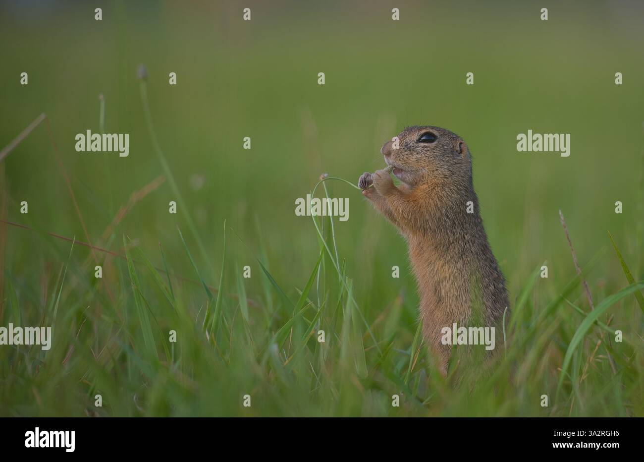Pascolo grazioso, Uno scoiattolo macinato si erge in posizione verticale e si romba delicatamente su una lama di erba arricciata in mezzo al prato lussureggiante. Foto Stock