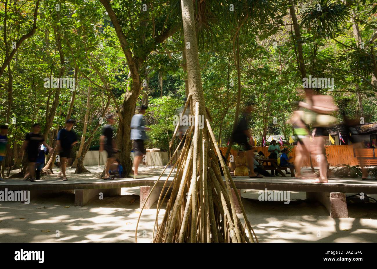 Figure sfocate di turisti camminano lungo un sentiero in legno sotto lussureggianti alberi tropicali Foto Stock
