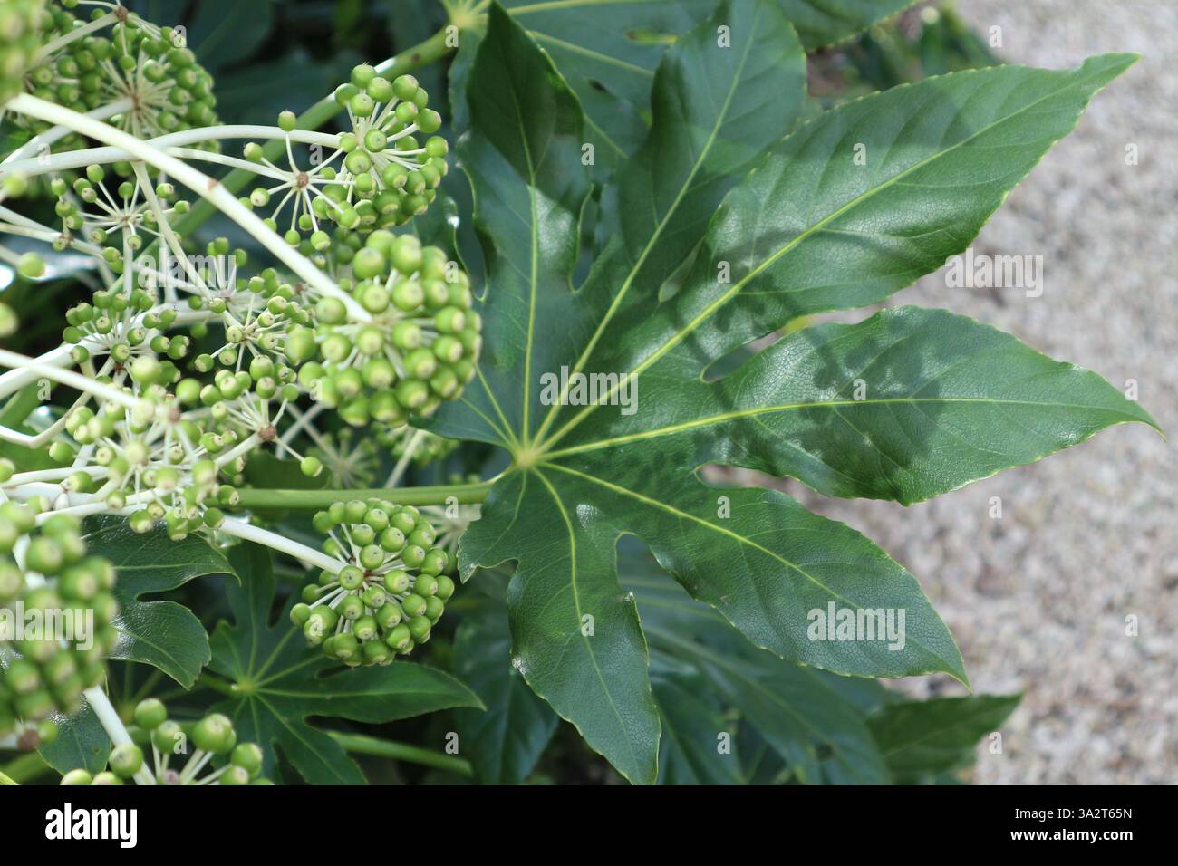 Fatsia Japonica, foglie e frutta non matura, che crescono in un giardino nel cortile di Londra al sole di febbraio. Foto Stock