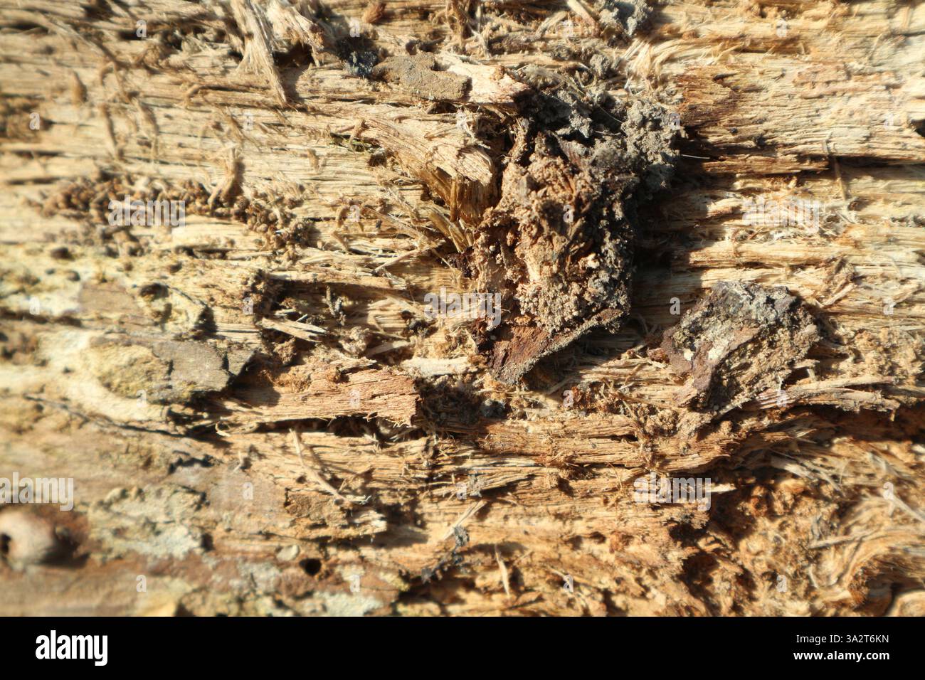 Rotting deadwood, un paradiso per la fauna selvatica in una passeggiata primaverile. Foto Stock