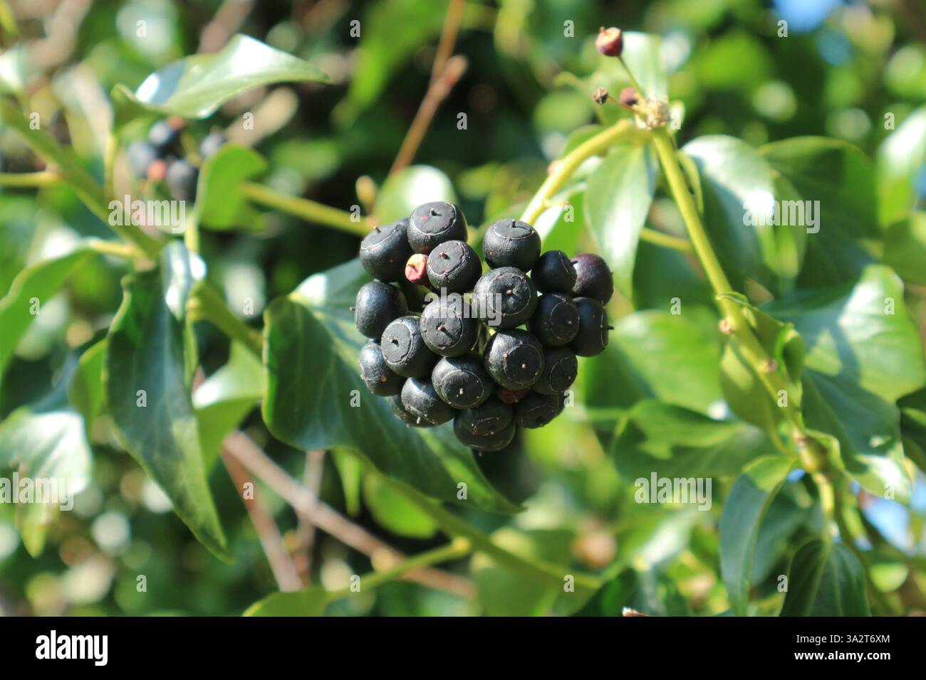 Bacche di elica matura hedera in una passeggiata di febbraio nella campagna inglese, fornendo un'eccellente fonte di cibo per gli uccelli. Foto Stock
