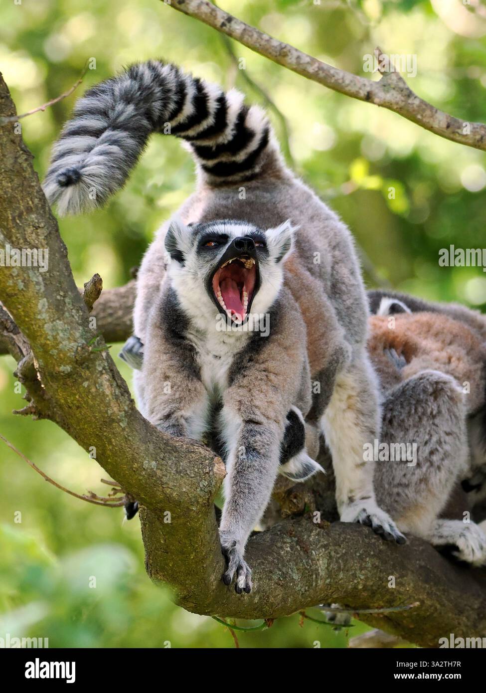 Lembo a coda ad anello (Lemur catta) a bocca aperta Foto Stock