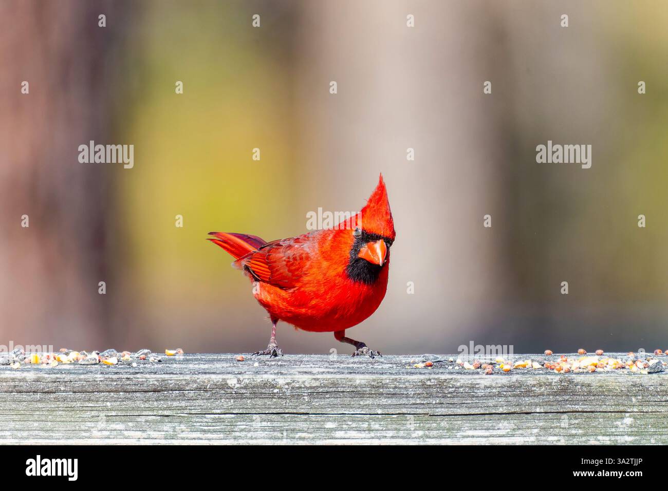 Il Cardinale del Nord (Cardinalis cardinalis) su una recinzione Foto Stock