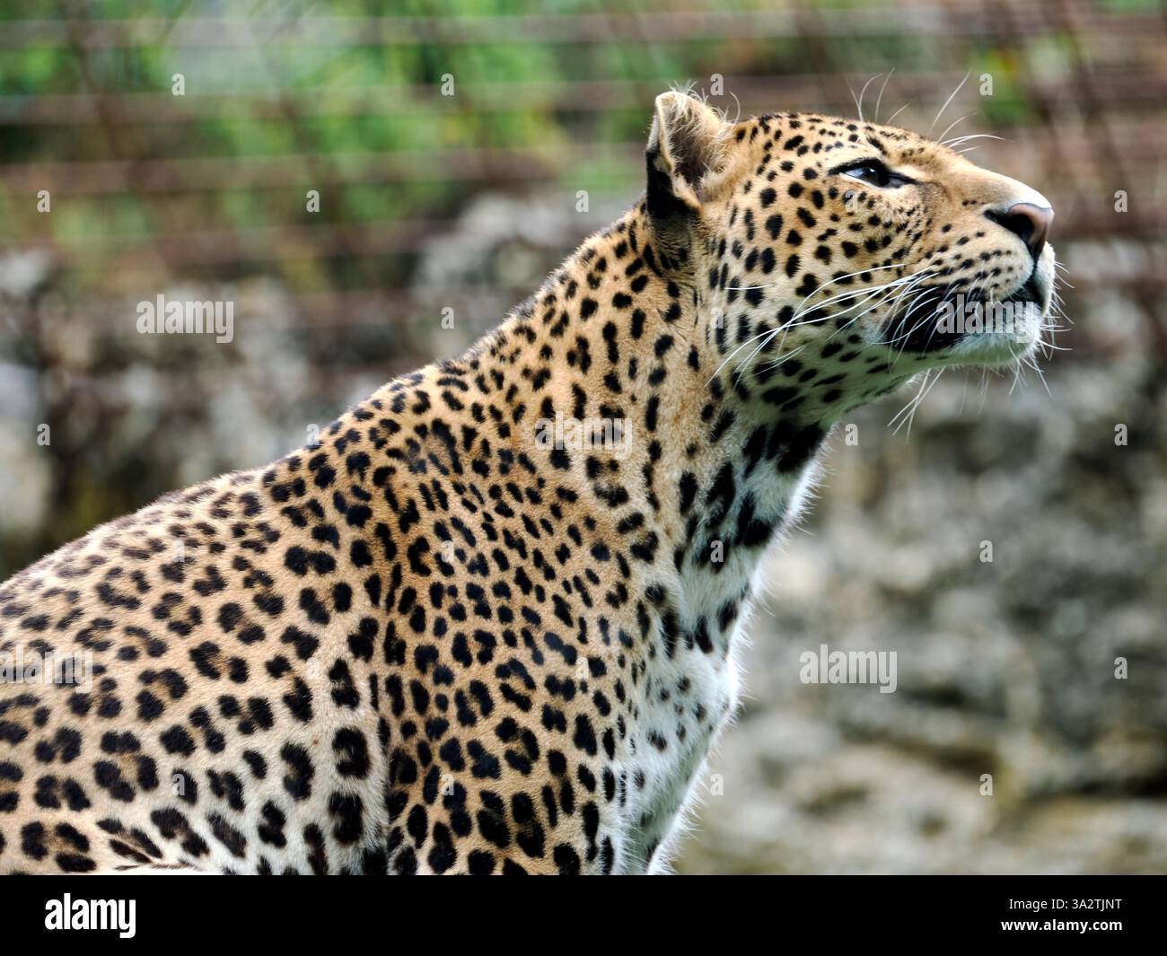 Ritratto leopardo di Giava (Panthera pardus melas) visto dal profilo Foto Stock