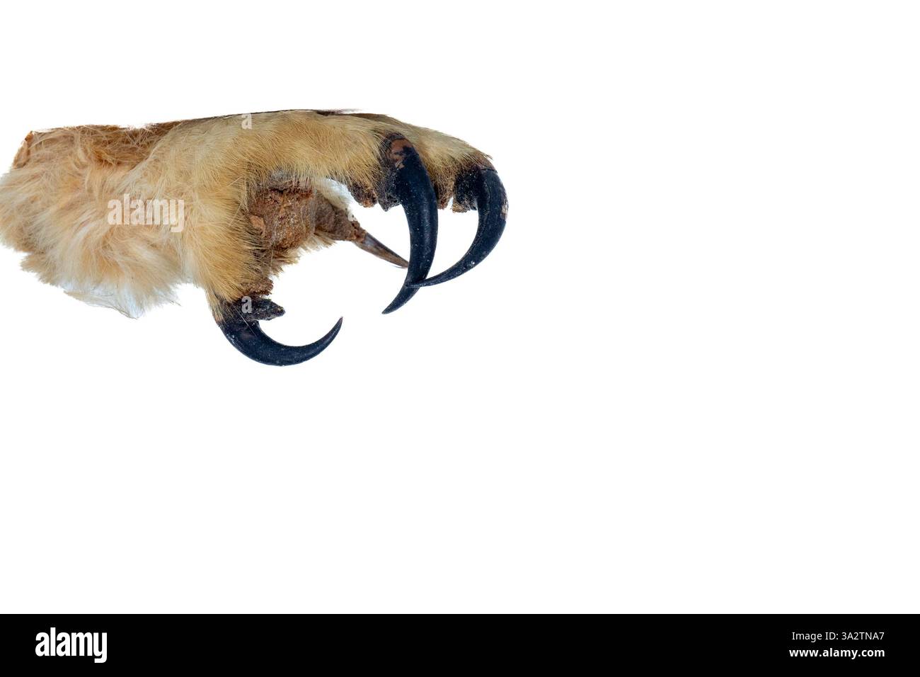 I gufi hanno agganciato i talon su una pancetta bianca con spazio per copiare. Foto Stock