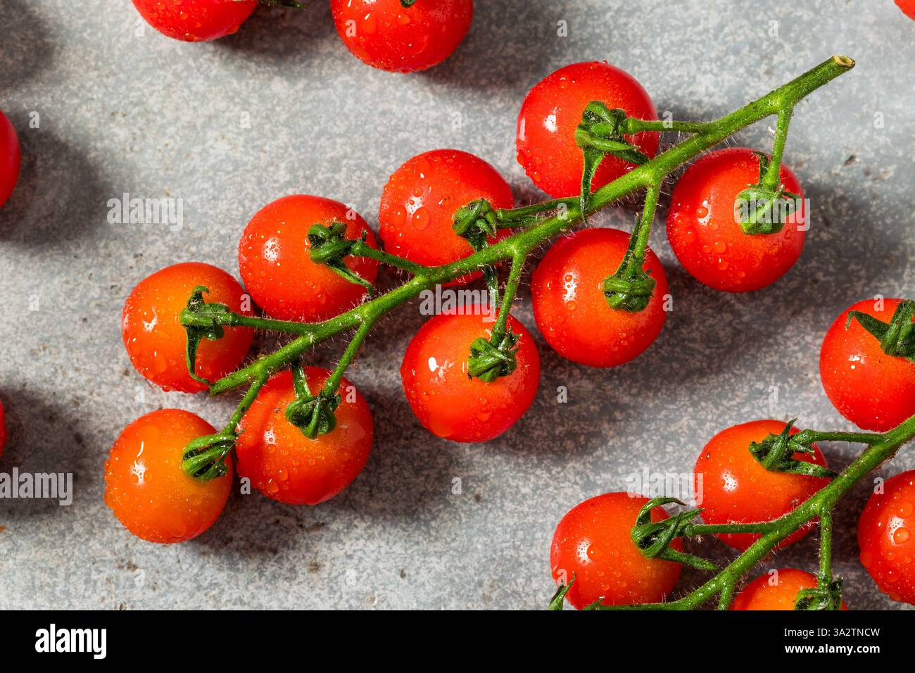 Pomodori ciliegini rossi crudi biologici sulla vite Foto Stock