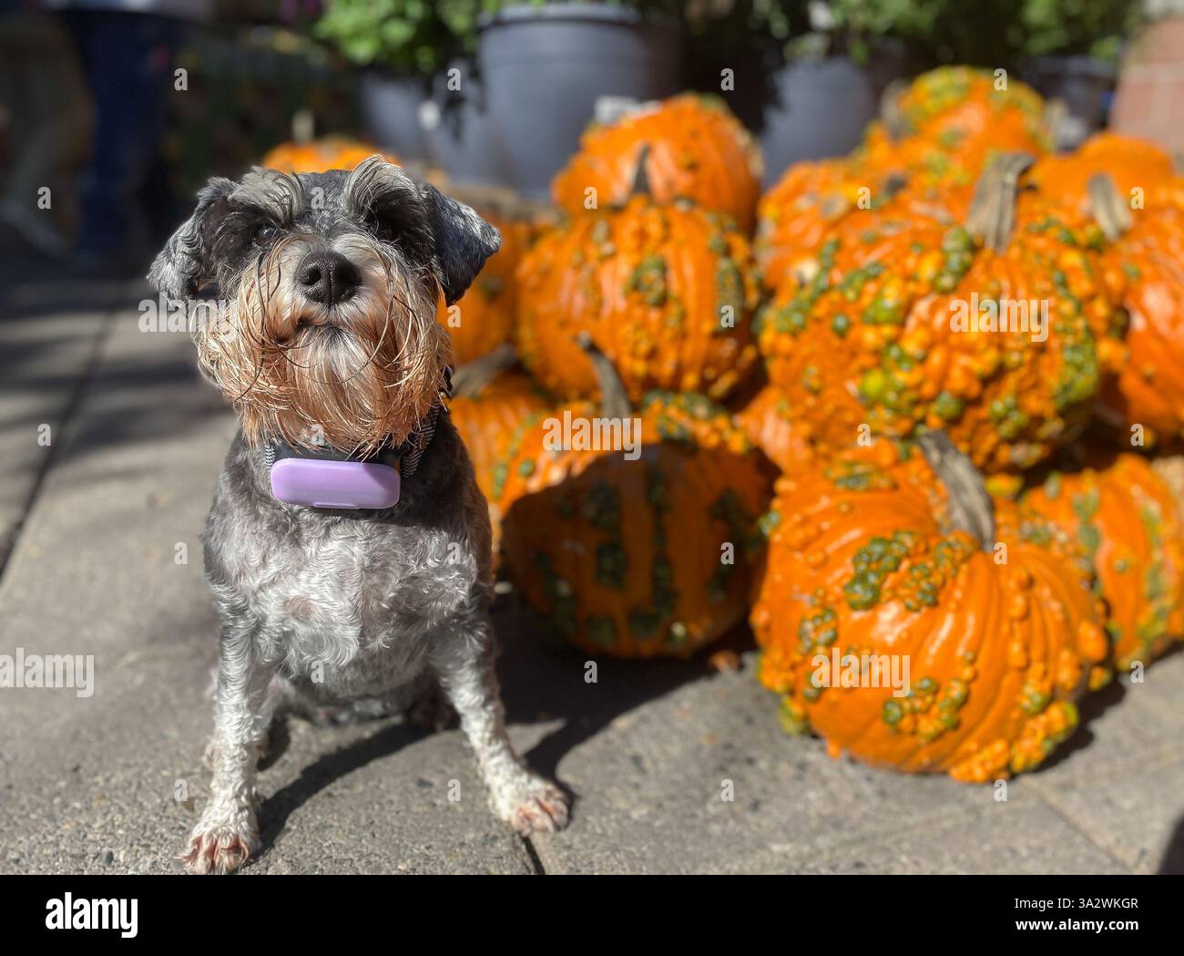 Molte zucche arancioni di Halloween e un cane Zwergschnauzer Foto Stock