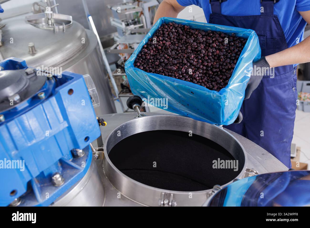 Lavoratore che versa bacche fresche in una macchina industriale per la lavorazione degli alimenti, produzione moderna di succo, marmellata o estratto in una struttura igienica. Foto Stock