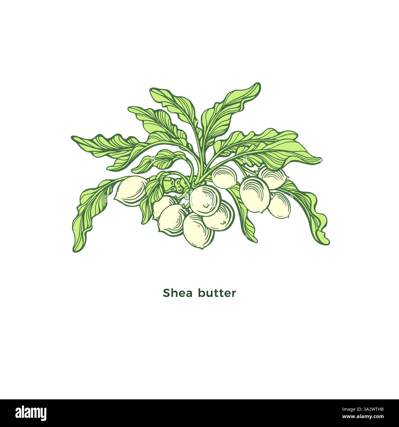 Impianto di Shea. Ramo di karite vettoriale, foglie verdi, noci sane con burro. Simbolo fresco per incisione disegnata a mano per bio cosmetici. Illustrazione grafica iso Illustrazione Vettoriale