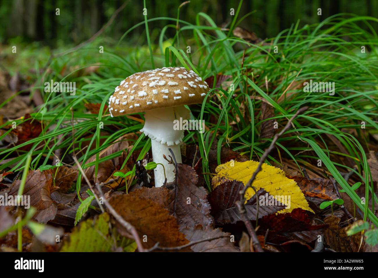 L'Amanita pantherina, o il Panther Cap, un fungo bellissimo e iconico. Un parente ammutinato della musaria Amanita o agarica di mosca, le sue caratteristiche del cappello Foto Stock