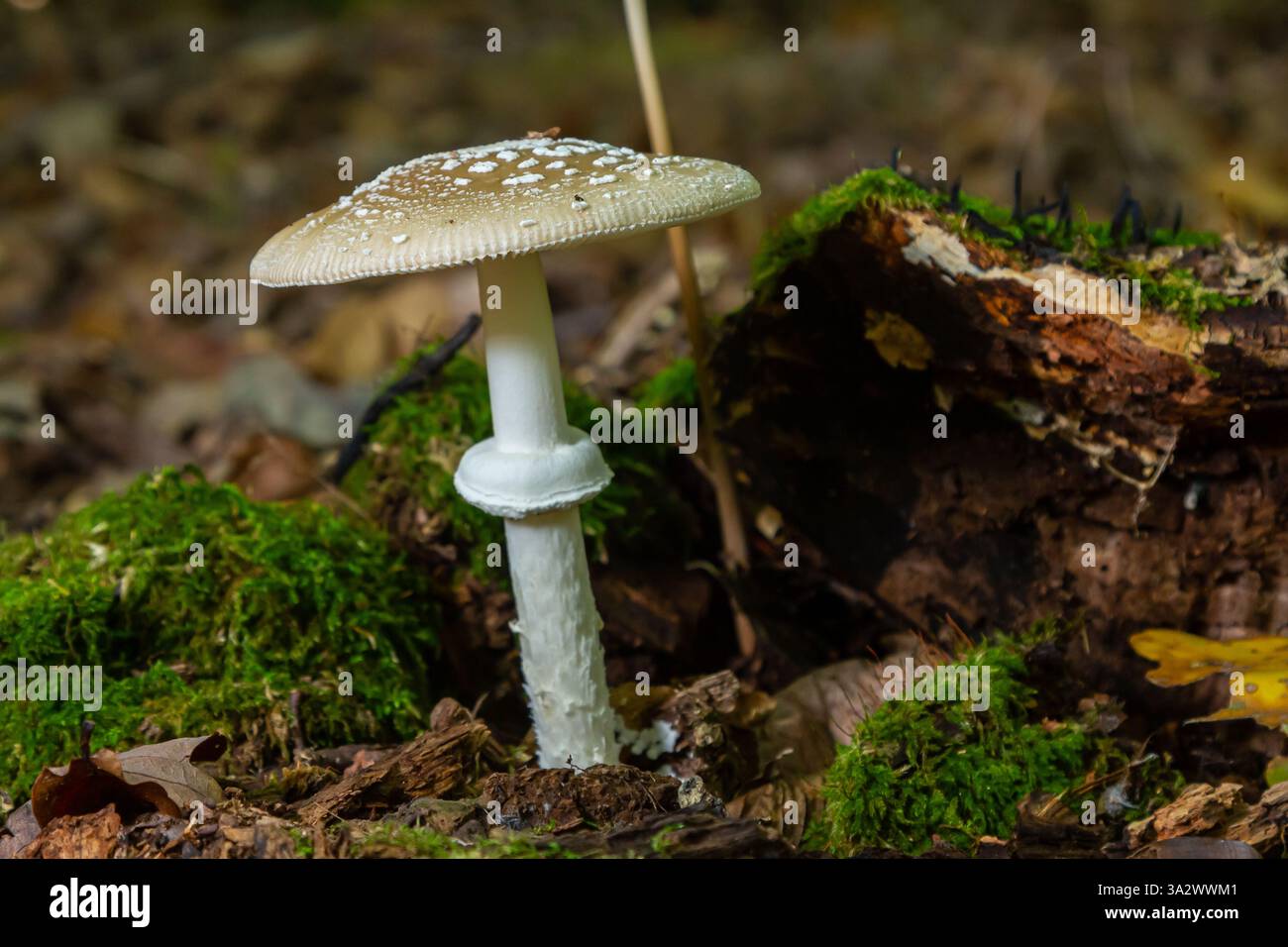 L'Amanita pantherina, o il Panther Cap, un fungo bellissimo e iconico. Un parente ammutinato della musaria Amanita o agarica di mosca, le sue caratteristiche del cappello Foto Stock