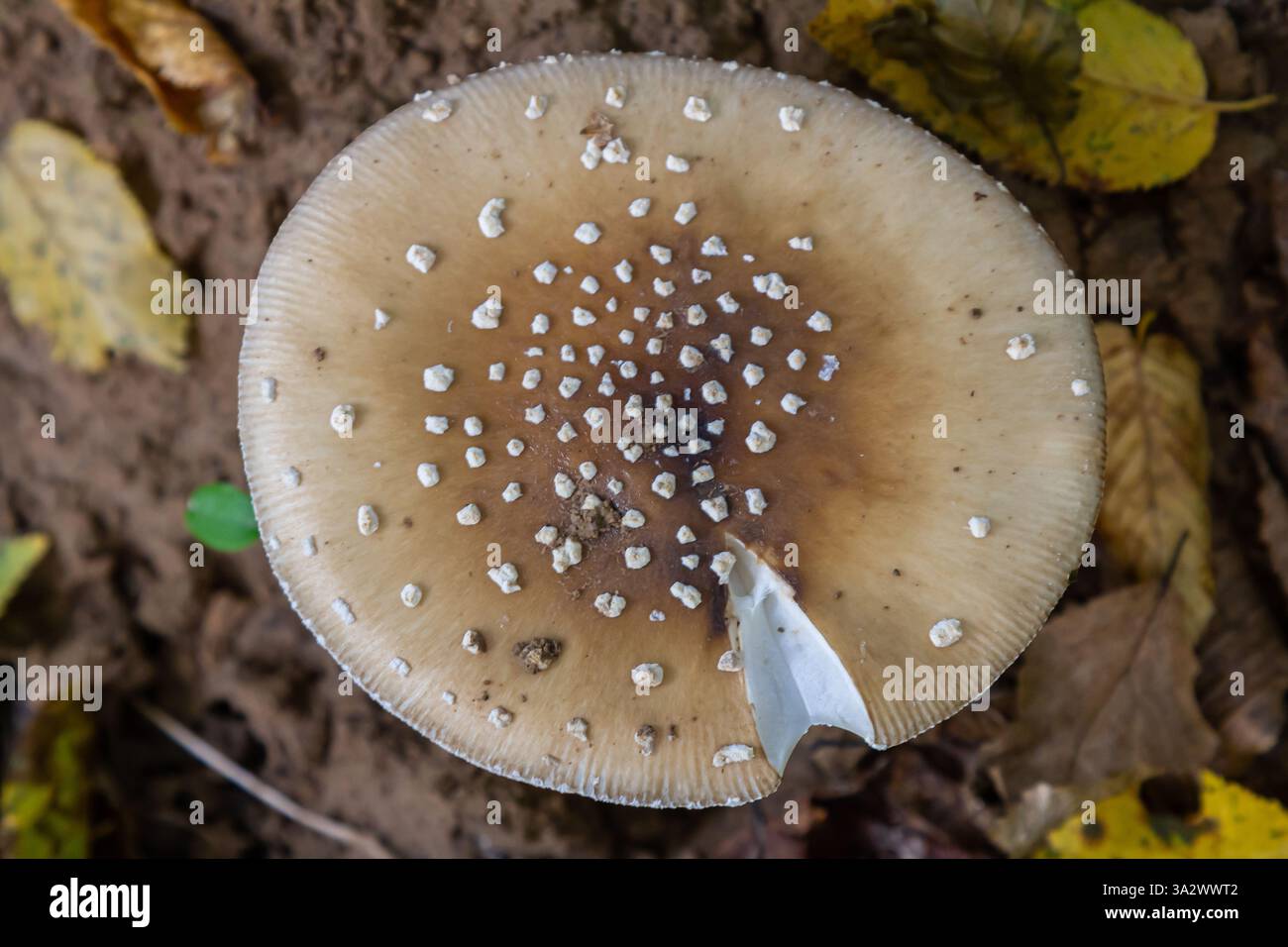 L'Amanita pantherina, o il Panther Cap, un fungo bellissimo e iconico. Un parente ammutinato della musaria Amanita o agarica di mosca, le sue caratteristiche del cappello Foto Stock