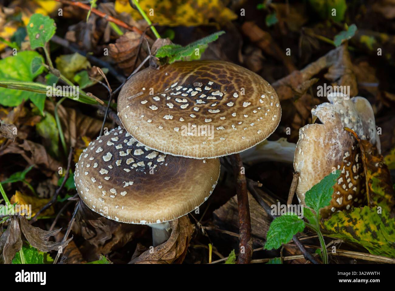 L'Amanita pantherina, o il Panther Cap, un fungo bellissimo e iconico. Un parente ammutinato della musaria Amanita o agarica di mosca, le sue caratteristiche del cappello Foto Stock