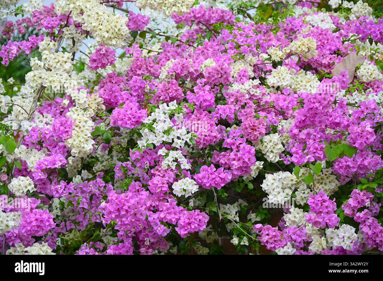 Splendidi alberi con fiori rosa e bianchi sullo sfondo primaverile. Foto Stock