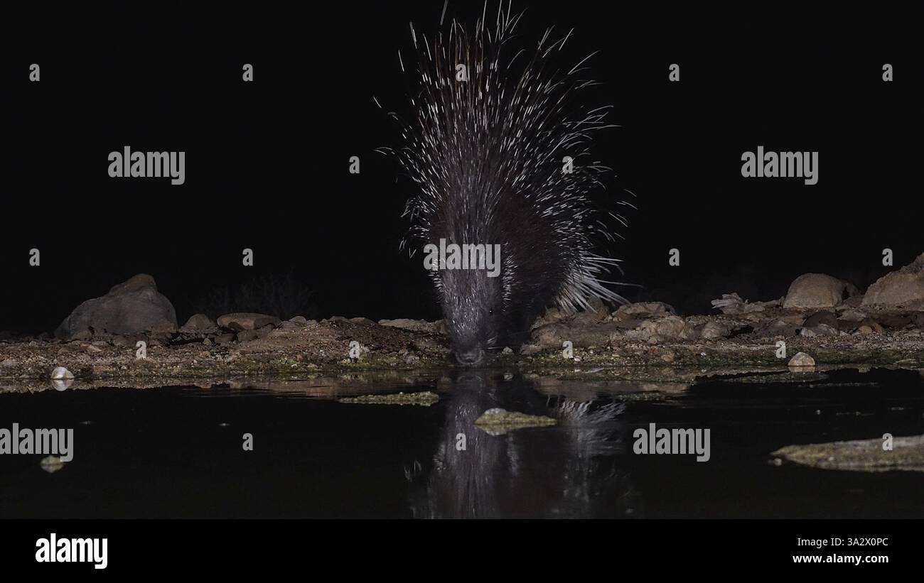 Indian Crested Porcupine (Hystrix indica شيهم متوج هندي) bevendo acqua di notte, Indian Porcupine è un roditore abbastanza adattabile, che si trova in tutto sout Foto Stock