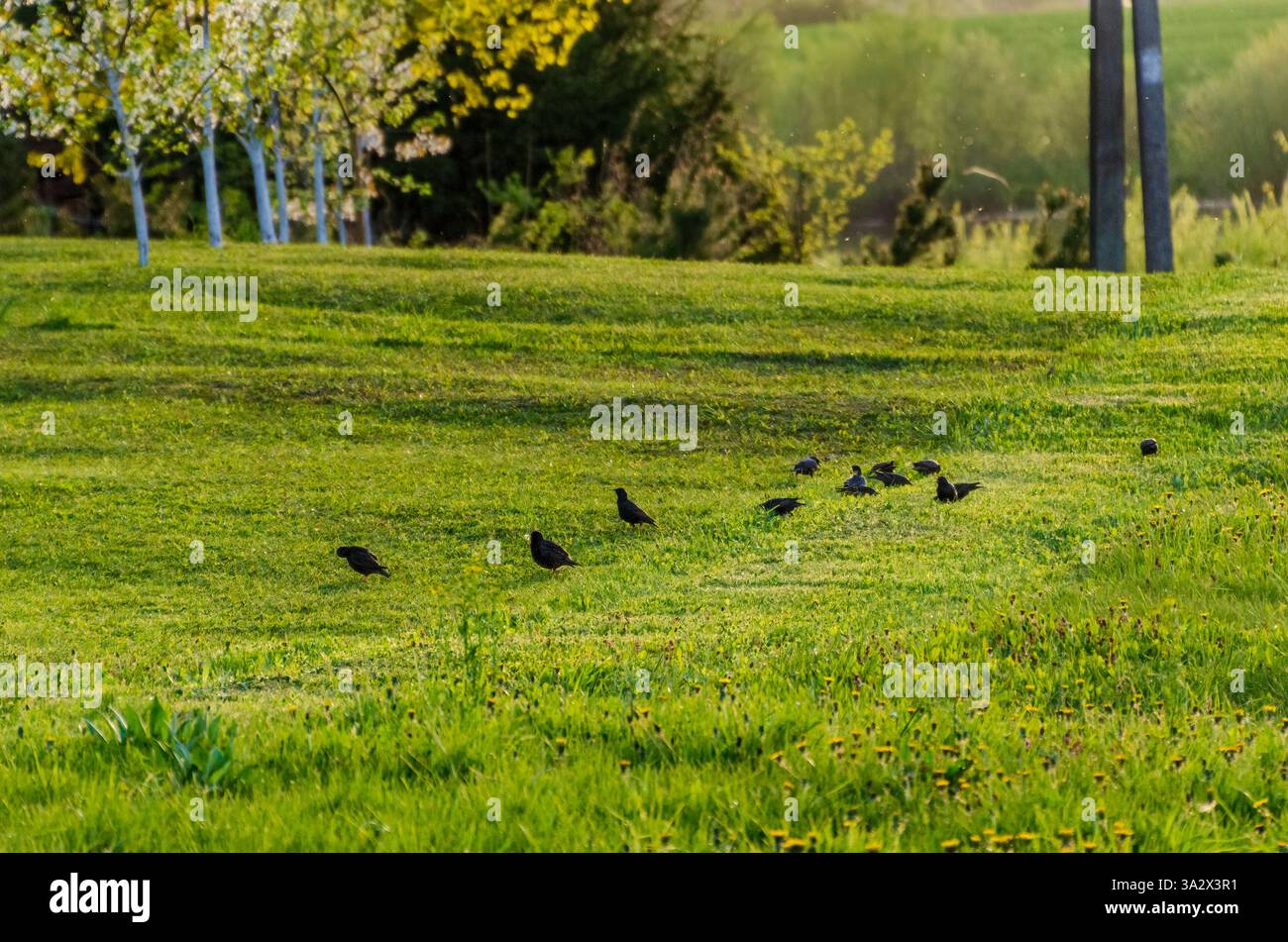 Uccelli che si nutrono in un campo erboso verde. starling comune alla ricerca di cibo, atmosfera tranquilla, riprese grandangolari, prospettiva bassa, ambientazione in campagna, Foto Stock