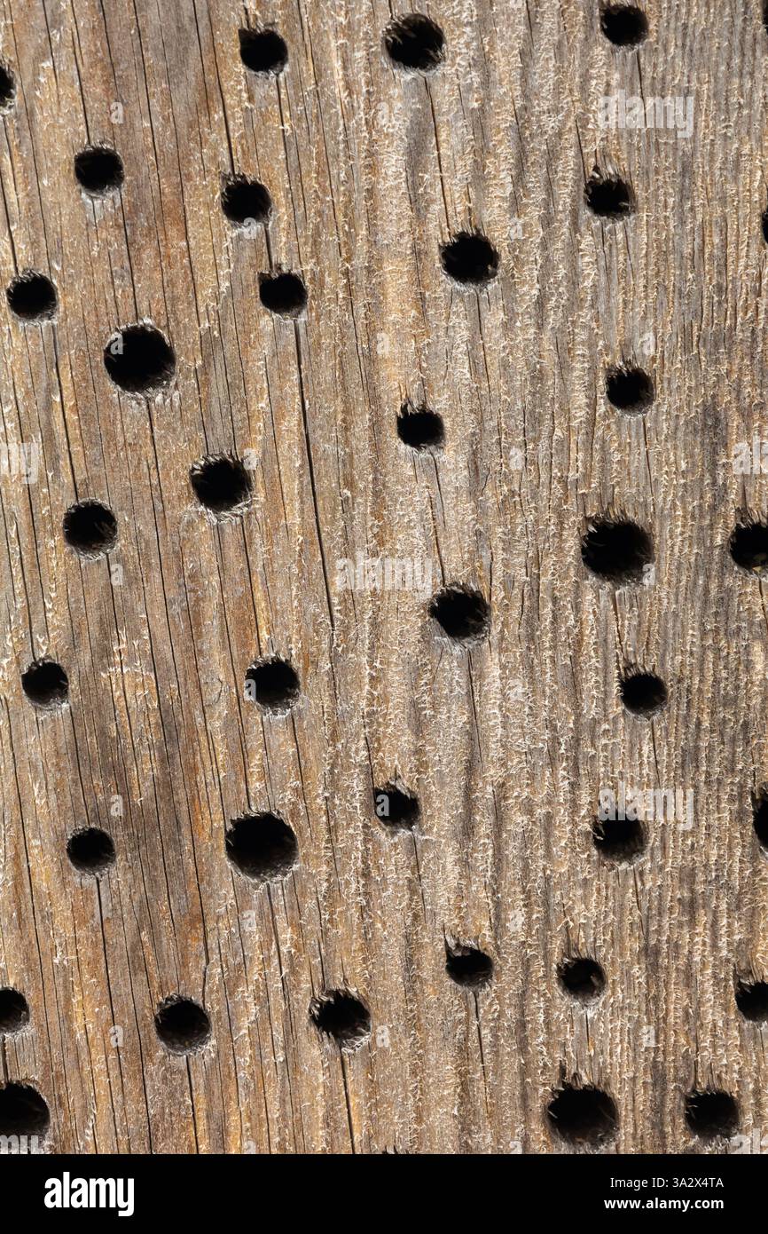 Un primo piano di una superficie in legno con vari fori trapanati, che mostra la sua struttura naturale e i suoi motivi, probabilmente progettati per attirare insetti Foto Stock