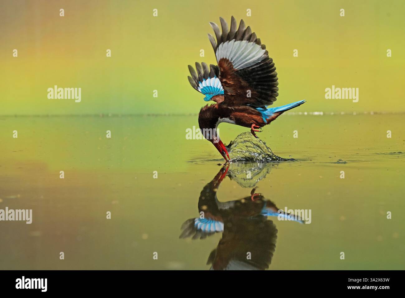 L'immagine di kingfisher dalla gola bianca (Halcyon smyrnensis) è stata scattata nei ghati occidentali, Satara, Maharashstra, India Foto Stock