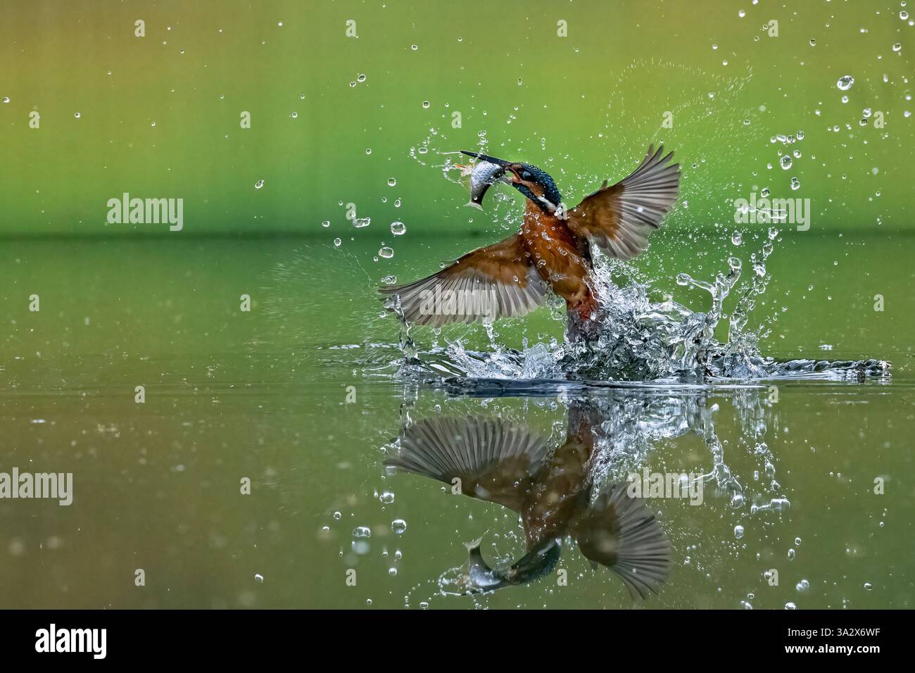 L'immagine di kingfisher comune (Alcedo atthis) è stata scattata nei ghat occidentali, Satara, Maharashstra, India., action photohraphy Foto Stock