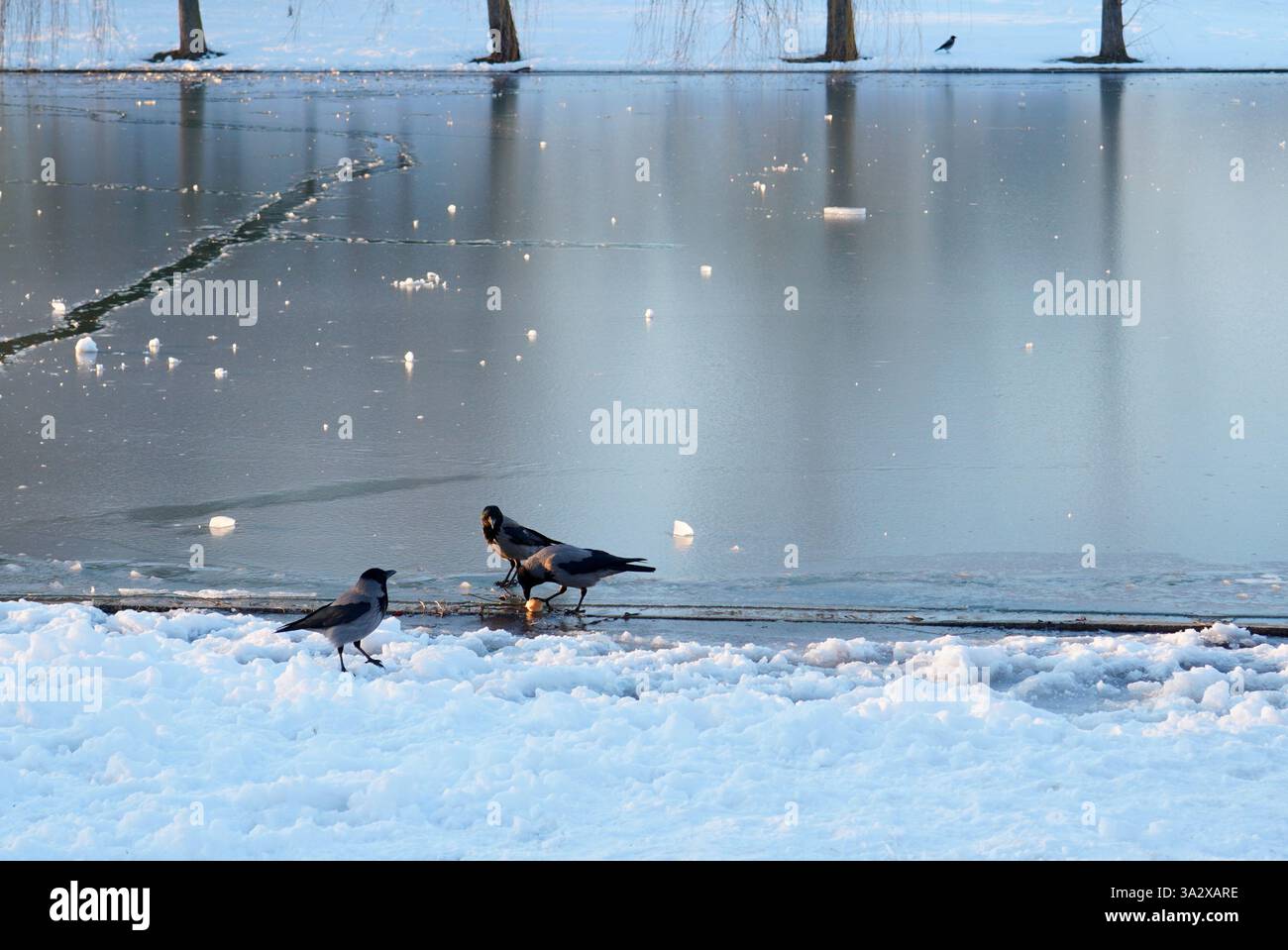 Un gruppo di tre corvi ha trovato un pezzo di cibo sul ghiaccio del lago ghiacciato in un parco di Bucarest in inverno Foto Stock