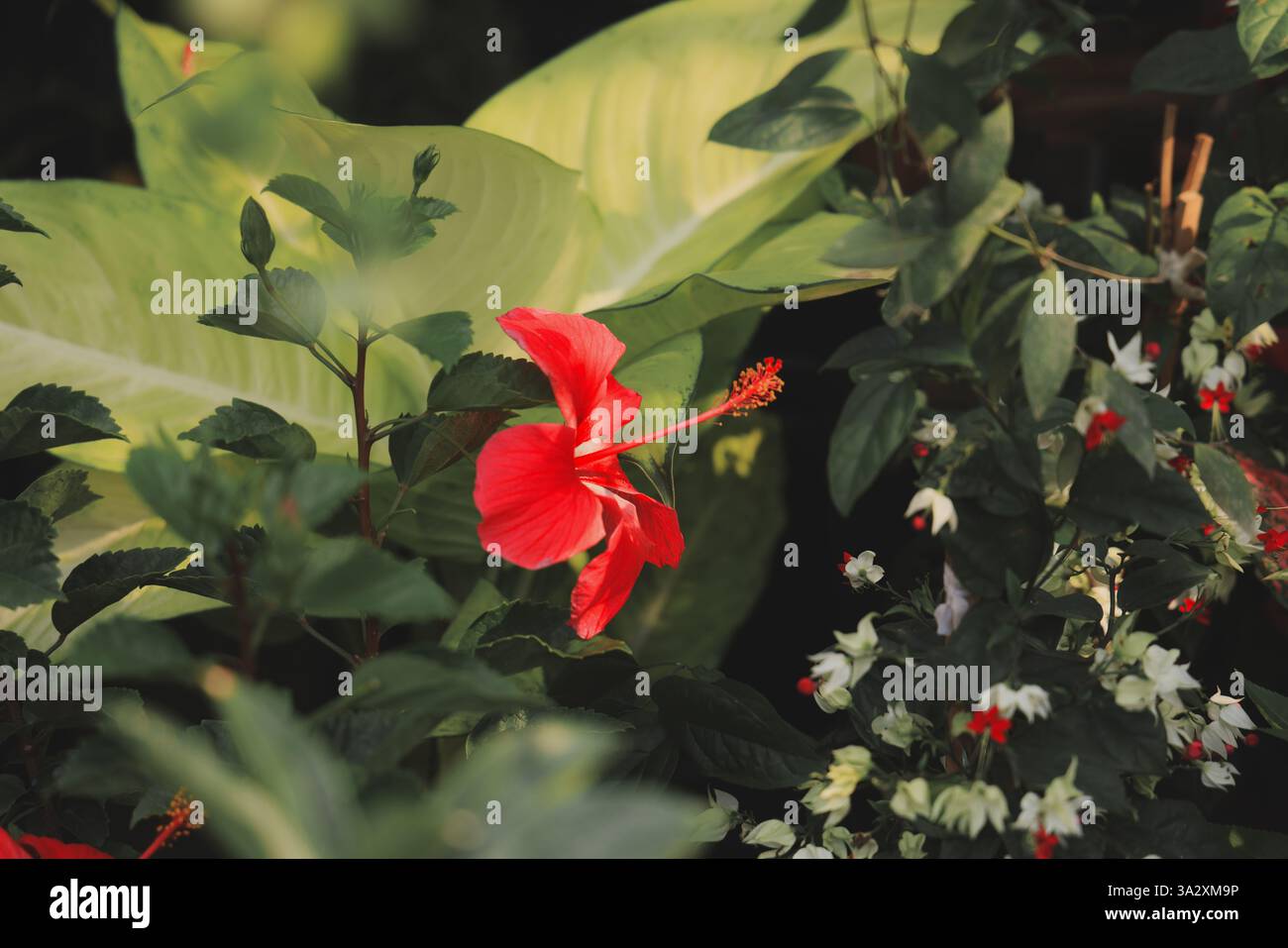 Uno splendido e vibrante fiore di ibisco rosso sta fiorendo splendidamente in mezzo a una vegetazione lussureggiante Foto Stock