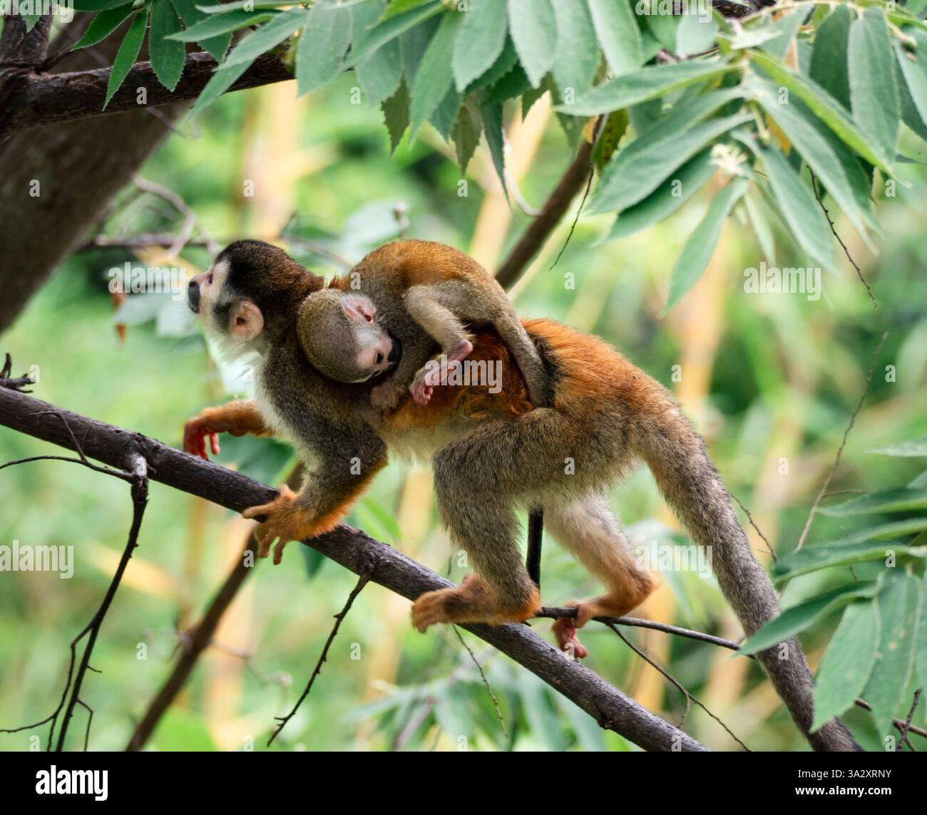 Scimmia di scoiattolo madre e bambino sul ramo d'albero in Costa Rica. Foto Stock