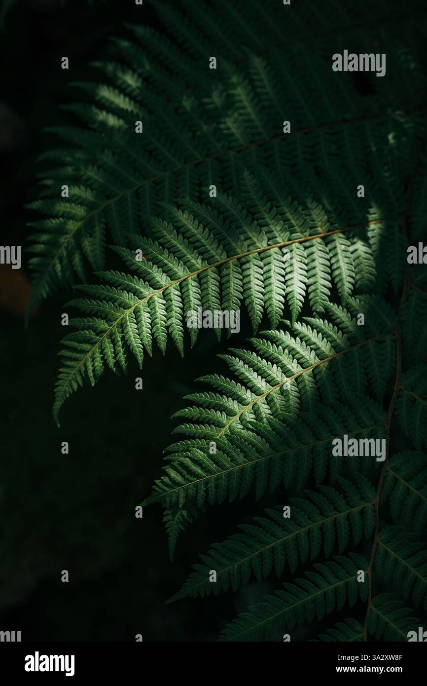 Primo piano verde per le foglie sullo sfondo scuro della foresta di felci Foto Stock