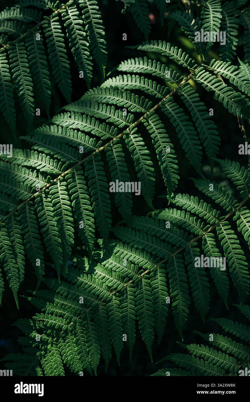 Vista ravvicinata dall'alto delle foglie di felce verde con sfondo boschivo sfocato Foto Stock