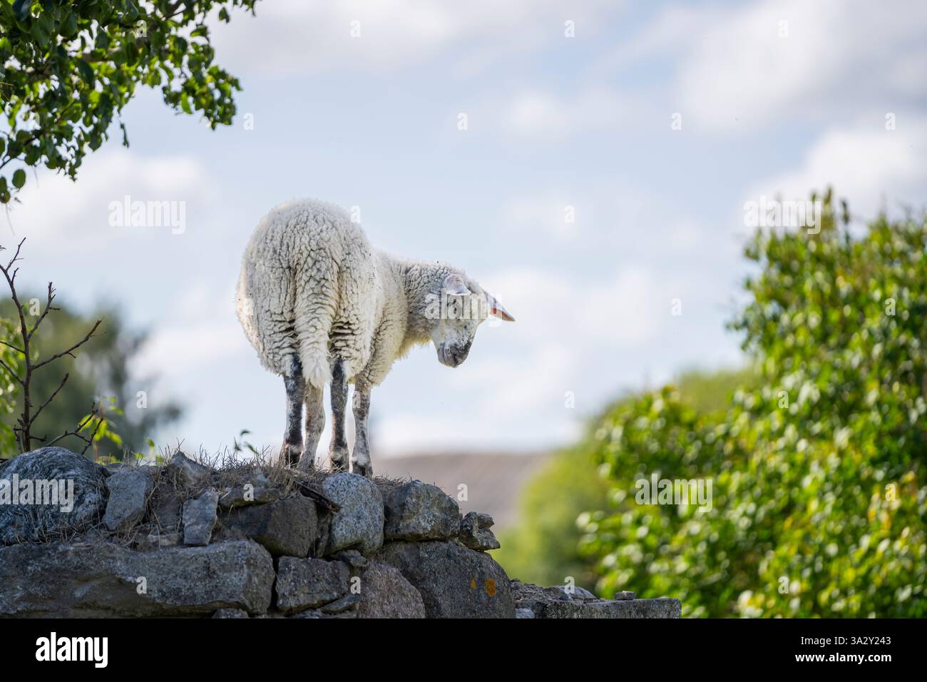 Una pecora in piedi su un vecchio muro. Agnello, giovani pecore su un prato boscoso. Paesaggio pastorale. Sfondo. Copia spazio. Foto Stock