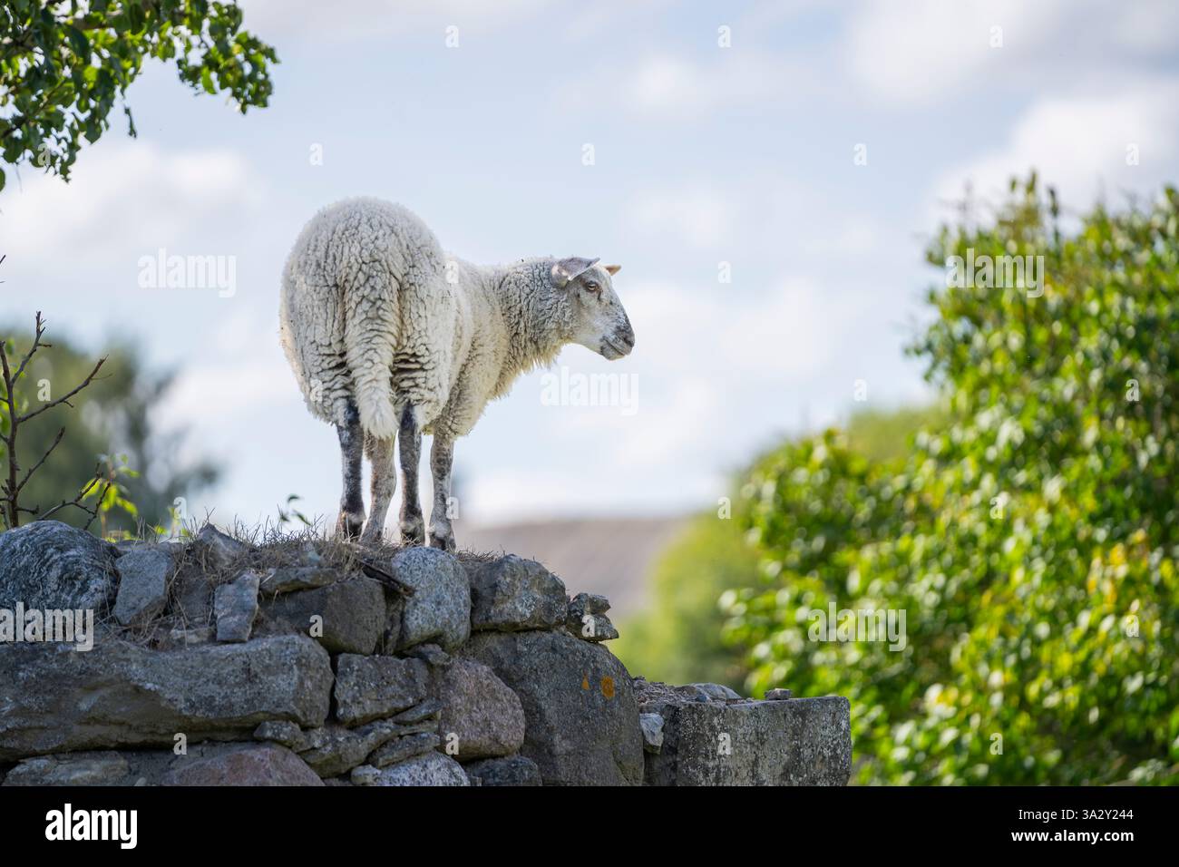 Una pecora in piedi su un vecchio muro. Agnello, giovani pecore su un prato boscoso. Paesaggio pastorale. Sfondo. Copia spazio. Foto Stock