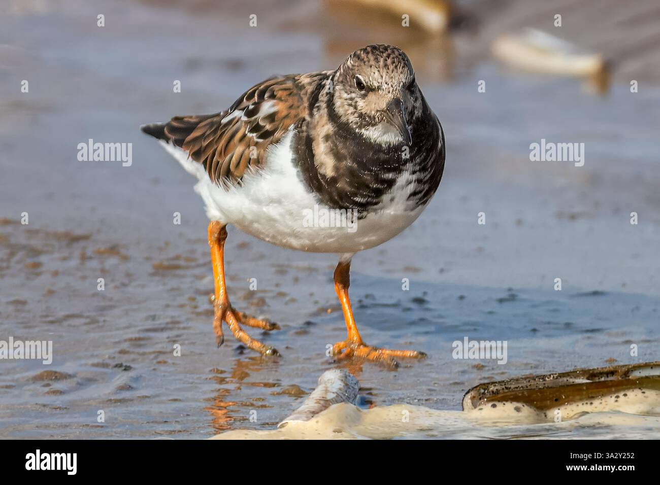 Ringed Plover, RSPB Titchwell Marsh, Norfolk, Regno Unito Foto Stock