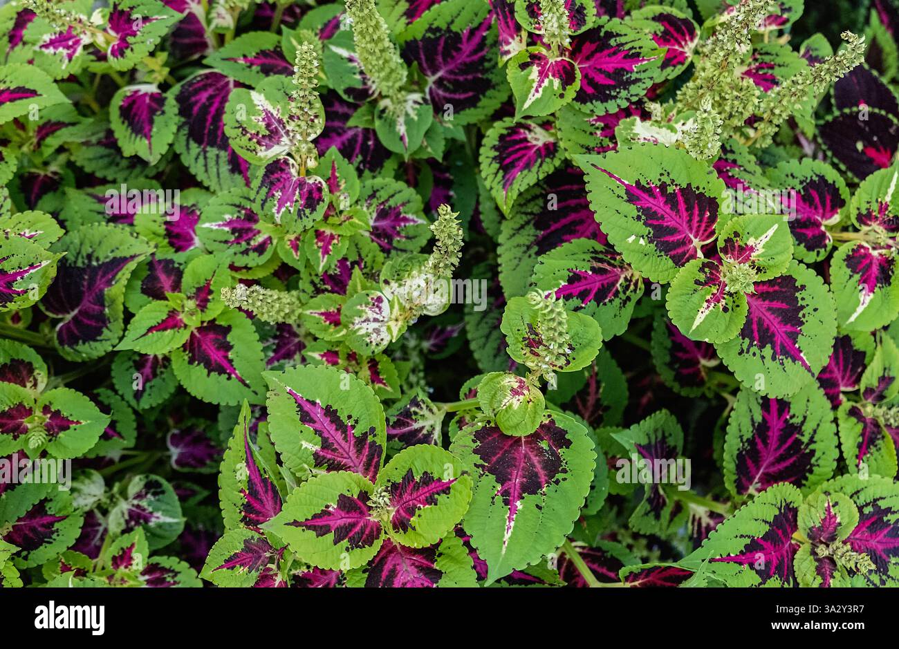 Uno scatto ravvicinato di foglie di Coleus vivaci con sorprendenti colori viola e verde . Foto Stock