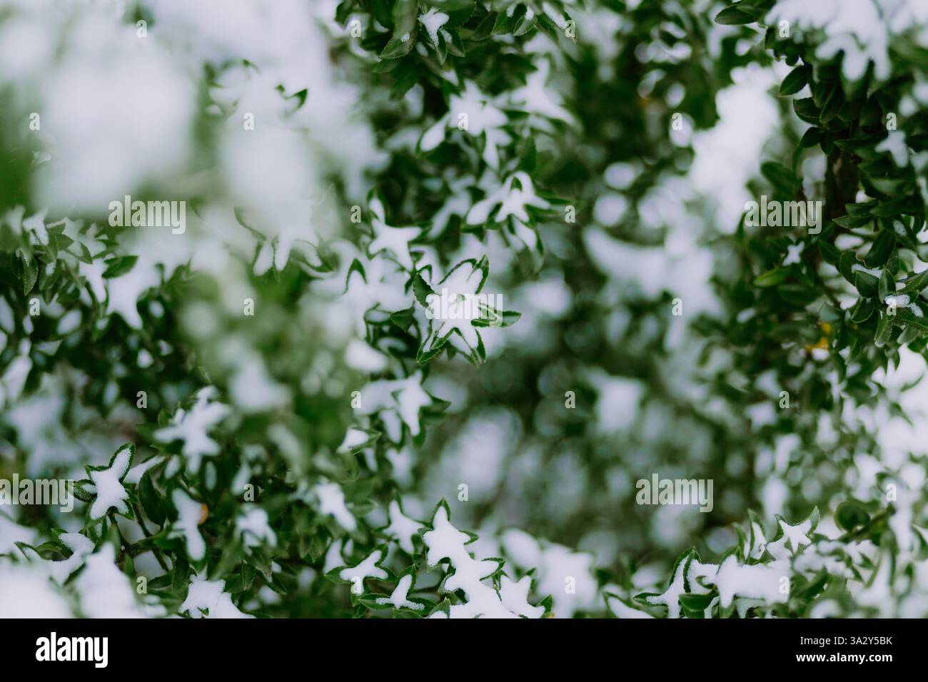 Verde fogliame ricoperto di neve fresca in un paesaggio invernale Foto Stock