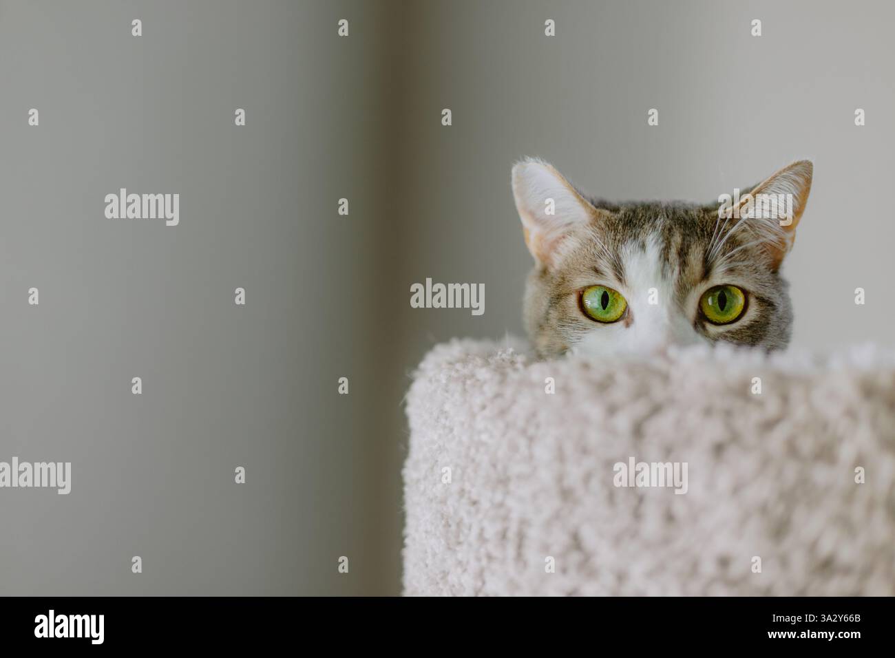Gatto con occhi verdi che sbircia sopra una morbida torre di gatto beige Foto Stock