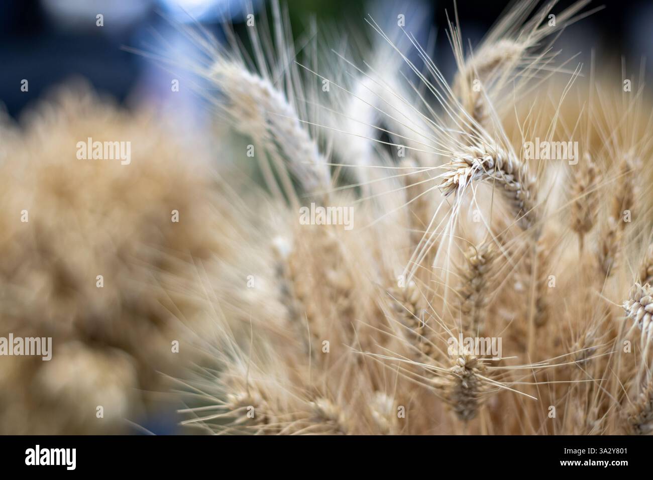Primo piano di carrucole dorate con dettagli e consistenza intricati. Foto Stock