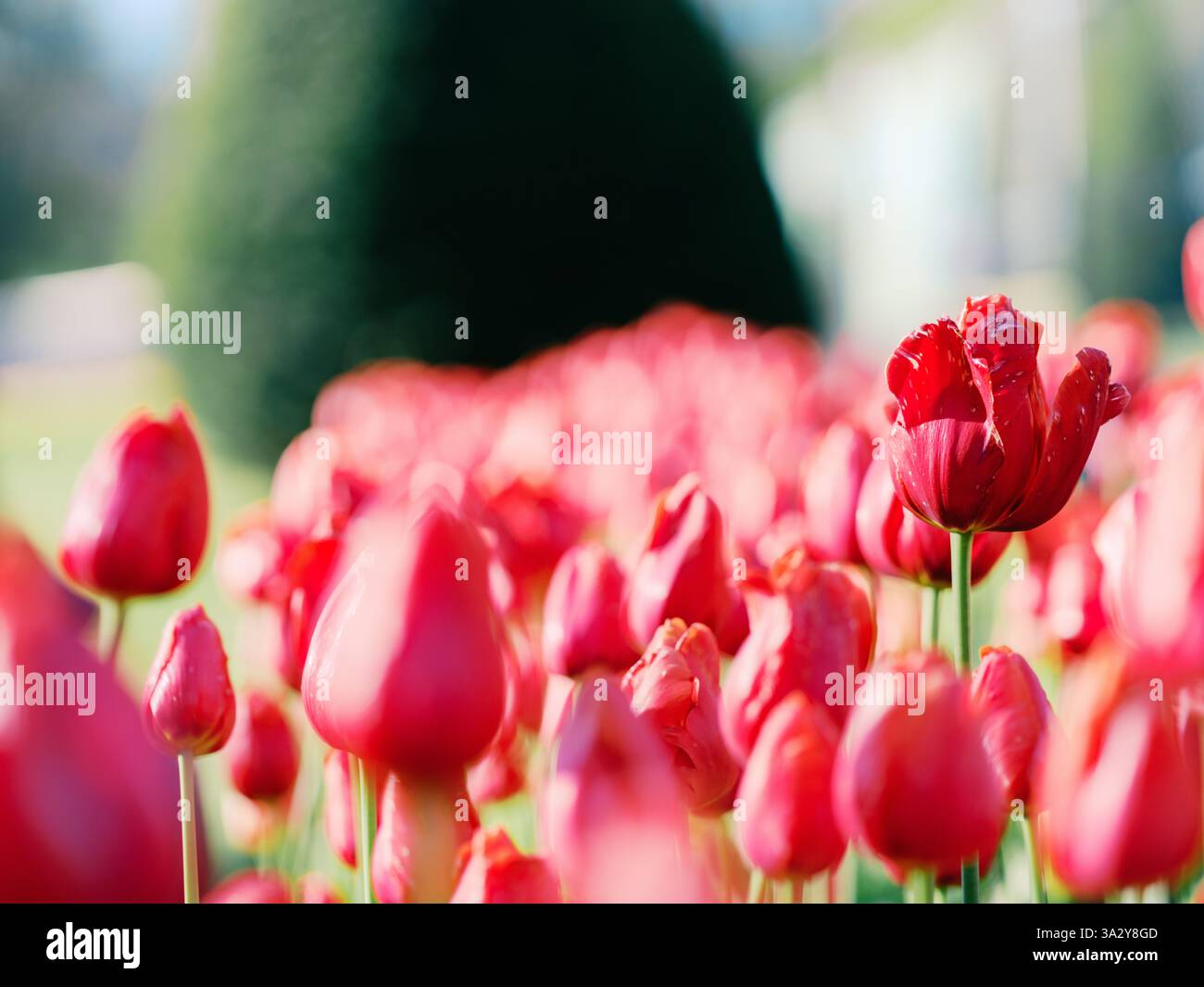 Tulipani rossi che sbocciano in primavera. Foto Stock