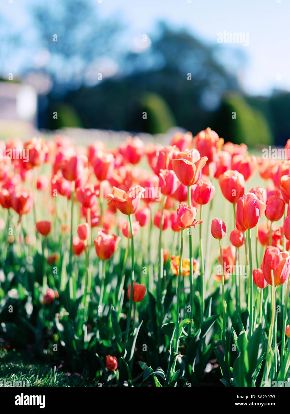 Corallo e tulipani rosa in un prato Foto Stock