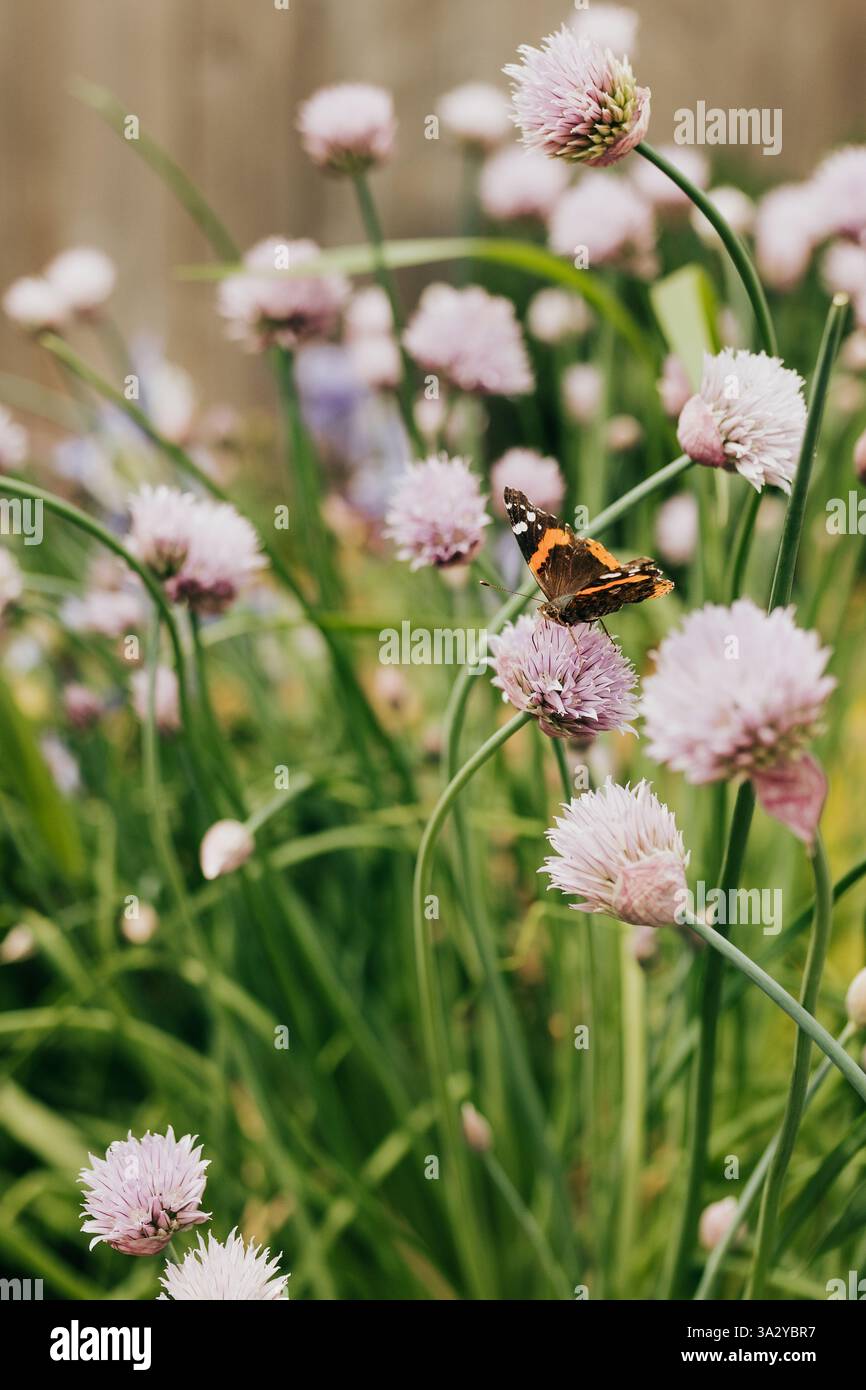 La farfalla Monarch atterra su fiori di erba cipollina nel giardino sul retro Foto Stock La farfalla Monarch atterra su fiori di erba cipollina nel giardino sul retro Foto Stock