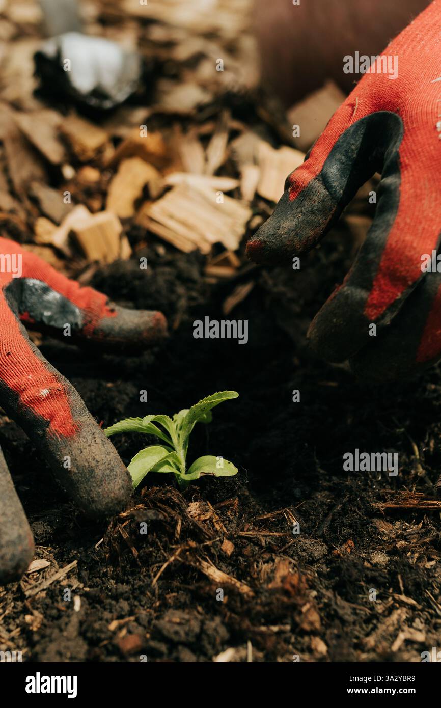 Primo piano di un uomo che piantava stevia nel giardino sul retro in un giorno d'estate Foto Stock