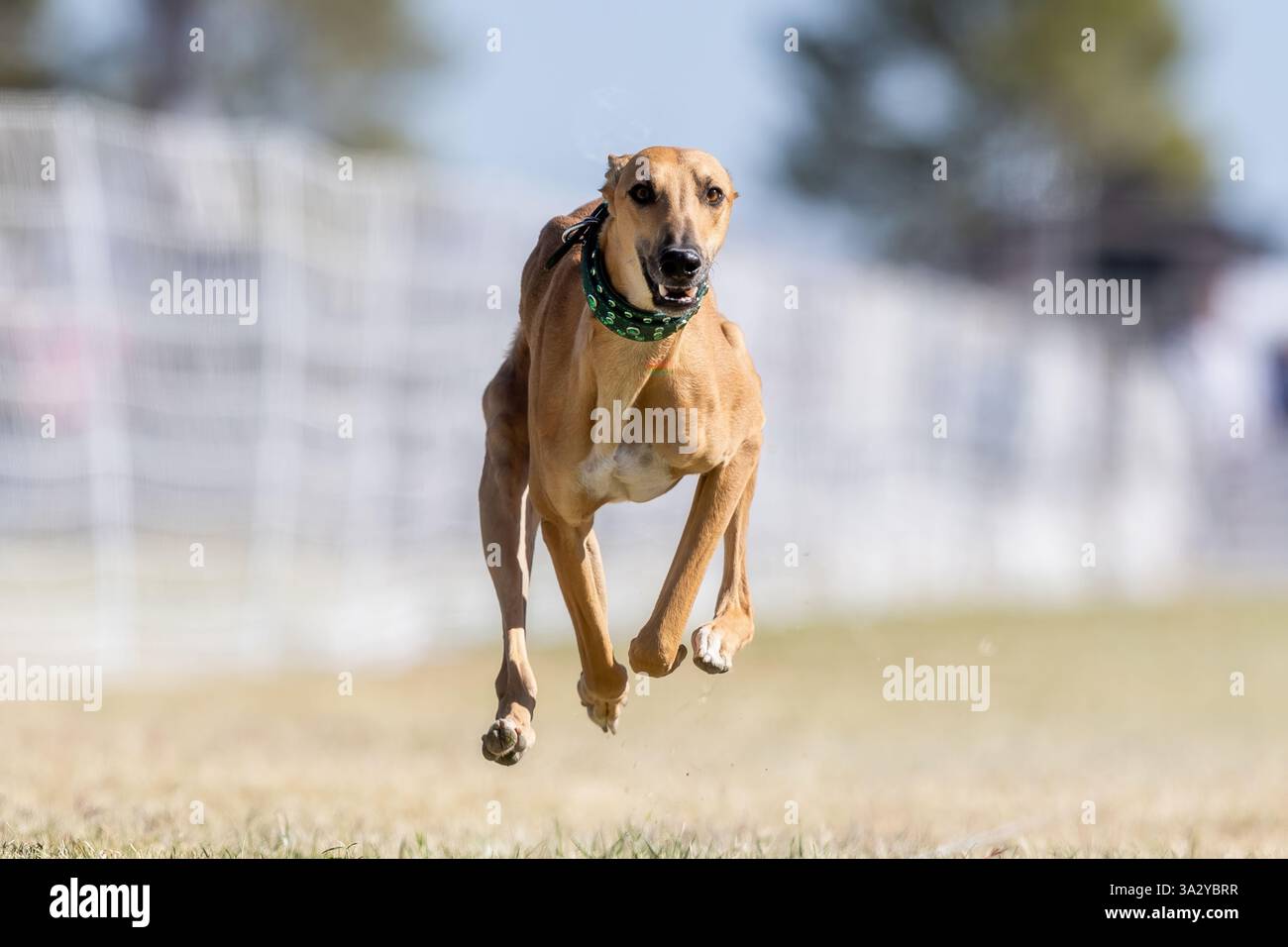 Greyhound Whippet Mix Running Lure Course, Sprint Dog Sport Foto Stock